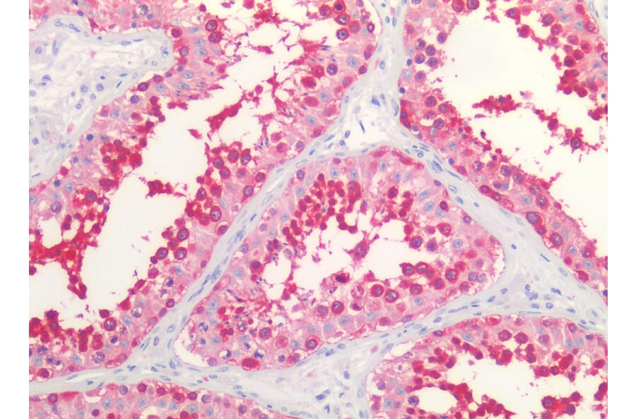 IHC - Anti-HSP90 alpha + beta Antibody [MBH90AB] (A85843)