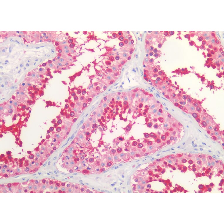 IHC - Anti-HSP90 alpha + beta Antibody [MBH90AB] (A85843)