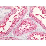 IHC - Anti-HSP90 alpha + beta Antibody [MBH90AB] (A85843)