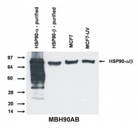 Western Blot - Anti-HSP90 alpha + beta Antibody [MBH90AB] (A85841) - Antibodies.com