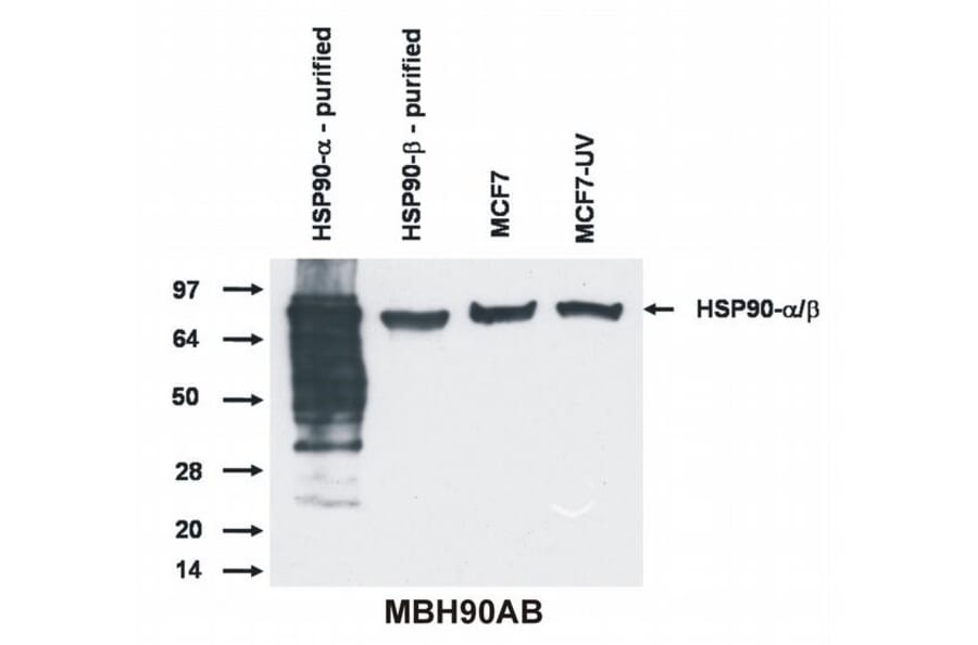 Western Blot - Anti-HSP90 alpha + beta Antibody [MBH90AB] (A85841) - Antibodies.com