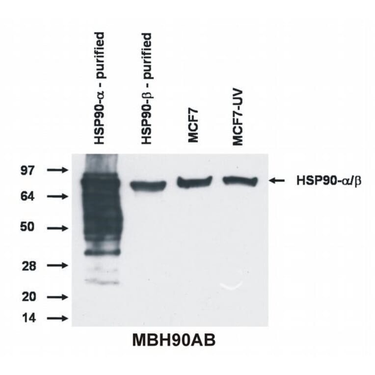 Western Blot - Anti-HSP90 alpha + beta Antibody [MBH90AB] (A85841) - Antibodies.com