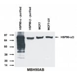 Western Blot - Anti-HSP90 alpha + beta Antibody [MBH90AB] (A85841) - Antibodies.com