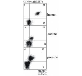 Flow Cytometry - Anti-CD20 Antibody [MEM-97] - BSA and Azide free (A85844) - Antibodies.com