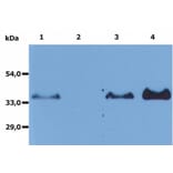 Immunoprecipitation - Anti-CD20 Antibody [MEM-97] - BSA and Azide free (A85848) - Antibodies.com
