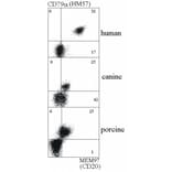Flow Cytometry - Anti-CD20 Antibody [MEM-97] (A85850) - Antibodies.com
