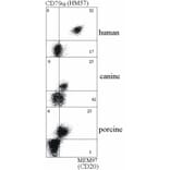 Flow Cytometry - Anti-CD20 Antibody [MEM-97] (A85851)