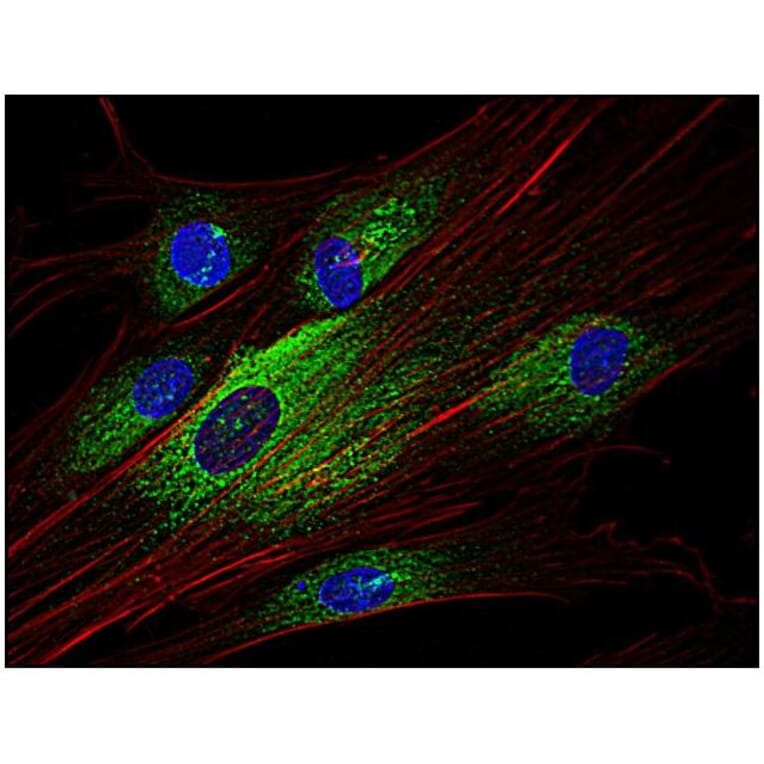 ICC - Anti-Syk Antibody [SYK-01] (A85858)