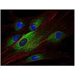 ICC - Anti-Syk Antibody [SYK-01] (A85858)