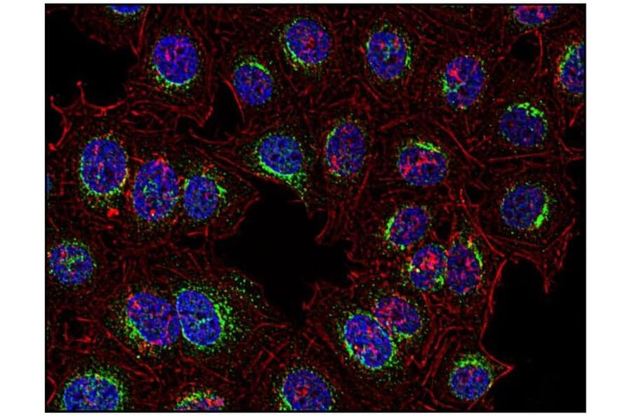 ICC - Anti-Syk Antibody [SYK-01] (A85858)