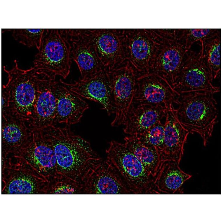 ICC - Anti-Syk Antibody [SYK-01] (A85858)