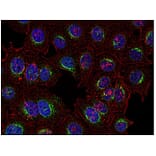 ICC - Anti-Syk Antibody [SYK-01] (A85858)