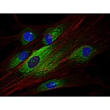 Immunocytochemistry - Anti-SYK Antibody [SYK-01] (A85858) - Antibodies.com