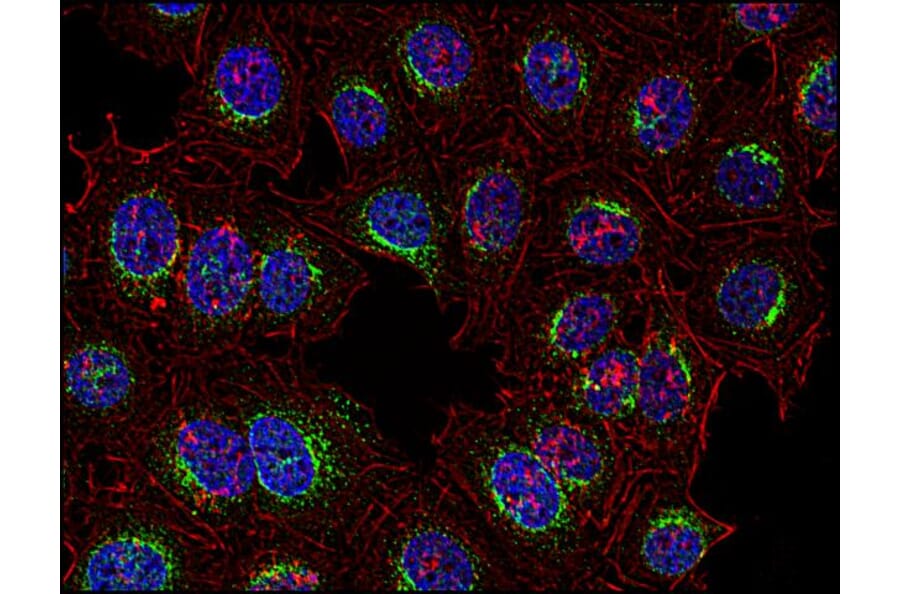 Immunocytochemistry - Anti-SYK Antibody [SYK-01] (A85856) - Antibodies.com