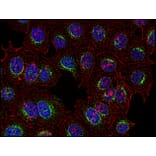 Immunocytochemistry - Anti-SYK Antibody [SYK-01] (A85856) - Antibodies.com