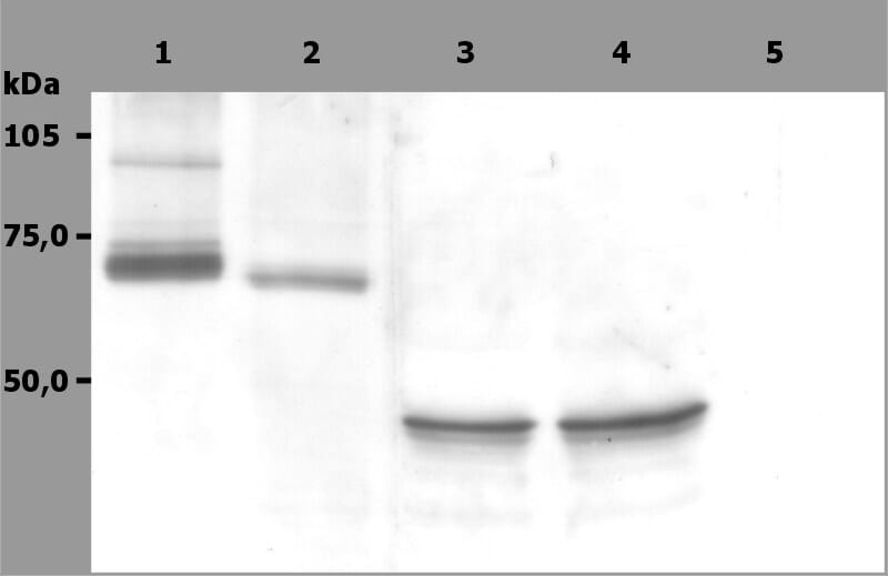 Anti-Syk Antibody [SYK-01] (A85858) | Antibodies.com