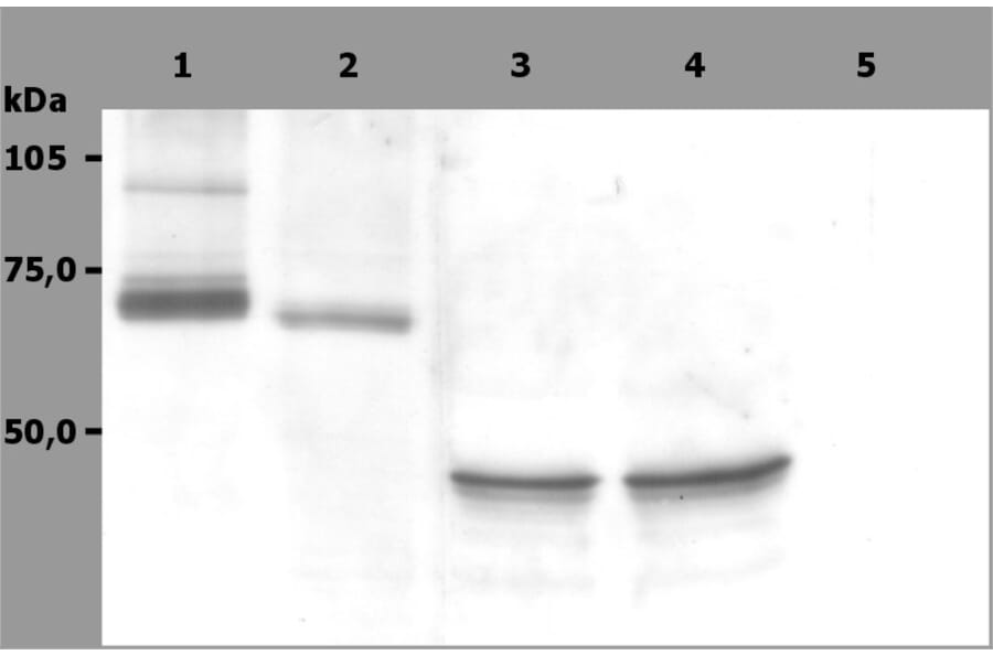 Western Blot - Anti-SYK Antibody [SYK-01] (A85858) - Antibodies.com