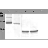 Western Blot - Anti-SYK Antibody [SYK-01] (A85858) - Antibodies.com