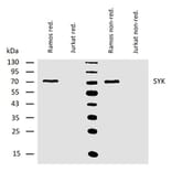 WB - Anti-Syk Antibody [SYK-01] (A85858)