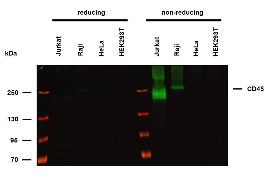 WB - Anti-CD45 Antibody [HI30] (A85860)