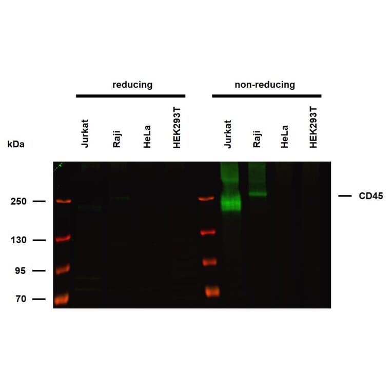 WB - Anti-CD45 Antibody [HI30] (A85860)