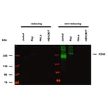 WB - Anti-CD45 Antibody [HI30] (A85860)