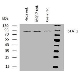 WB - Anti-STAT1 Antibody [SM1] (A85870)