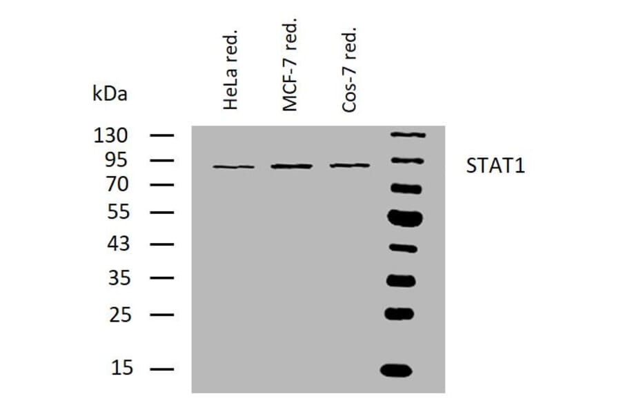 WB - Anti-STAT1 Antibody [SM1] (A85870)