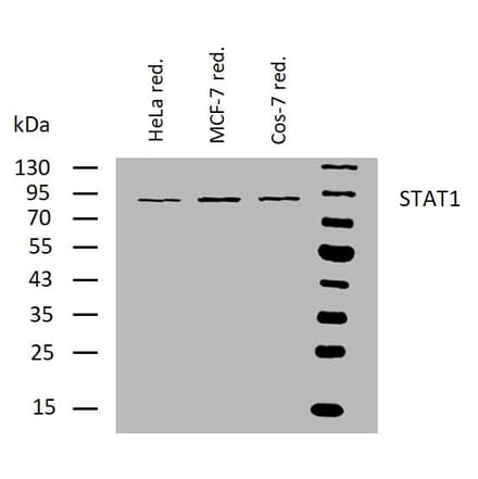 WB - Anti-STAT1 Antibody [SM1] (A85870)