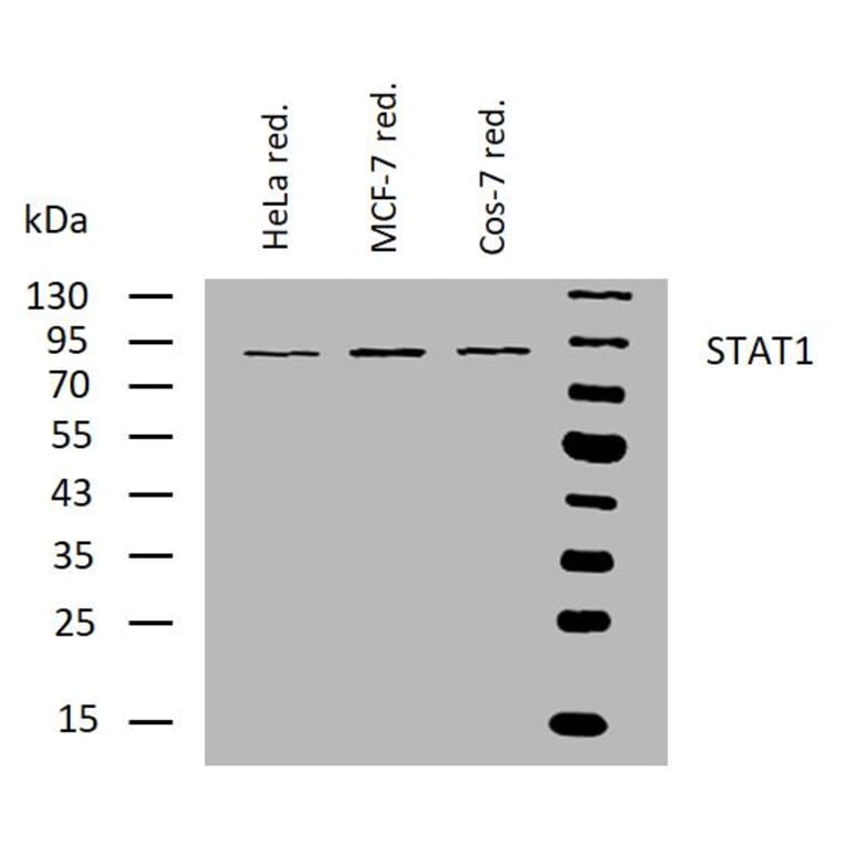 WB - Anti-STAT1 Antibody [SM1] (A85870)
