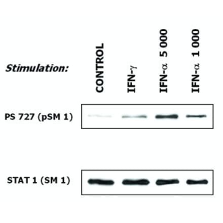 Flow Cytometry - Anti-STAT1 Antibody [SM1] (A85869) - Antibodies.com
