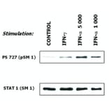 Flow Cytometry - Anti-STAT1 Antibody [SM1] (A85869) - Antibodies.com