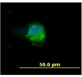 ICC - Anti-CD45 Antibody [MEM-28] (A85889)