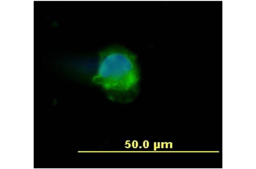 ICC - Anti-CD45 Antibody [MEM-28] (A85889)