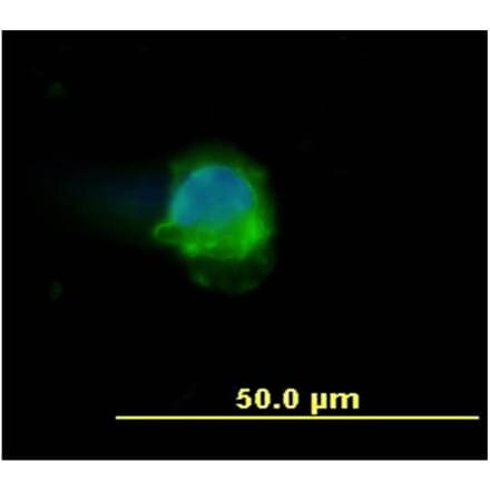 ICC - Anti-CD45 Antibody [MEM-28] (A85889)