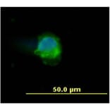 ICC - Anti-CD45 Antibody [MEM-28] (A85889)