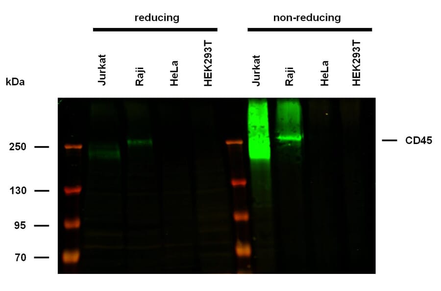 WB - Anti-CD45 Antibody [MEM-28] (A85889)