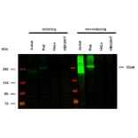 WB - Anti-CD45 Antibody [MEM-28] (A85889)