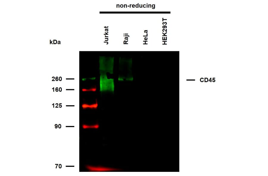 WB - Anti-CD45 Antibody [MEM-28] (Biotin) (A85893)