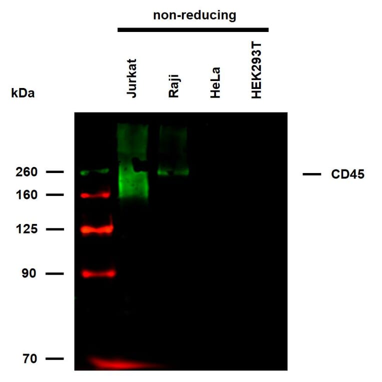 WB - Anti-CD45 Antibody [MEM-28] (Biotin) (A85893)