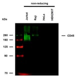 WB - Anti-CD45 Antibody [MEM-28] (Biotin) (A85893)