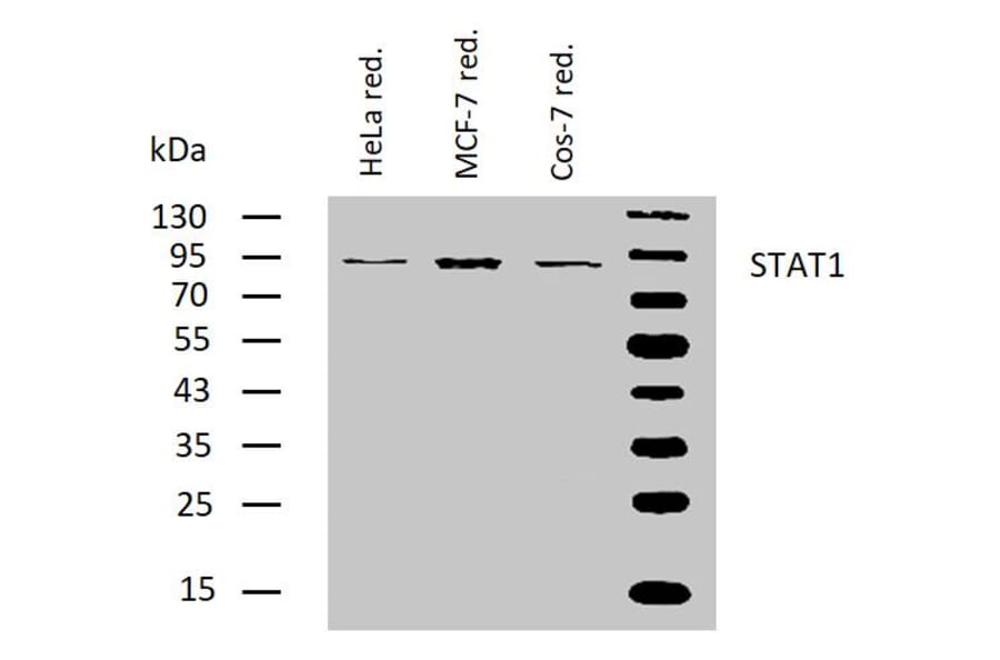 WB - Anti-STAT1 Antibody [SM2] (A85902)