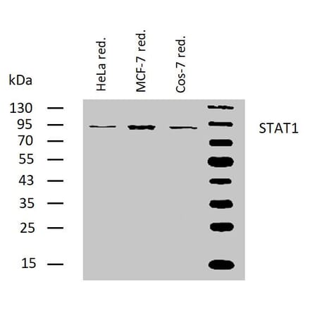 WB - Anti-STAT1 Antibody [SM2] (A85902)