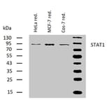 WB - Anti-STAT1 Antibody [SM2] (A85902)