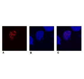 ICC - Anti-DDDDK Tag Antibody [F-tag-01] (A85906)