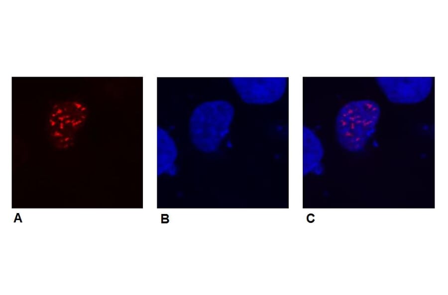 ICC - Anti-DDDDK Tag Antibody [F-tag-01] (A85906)