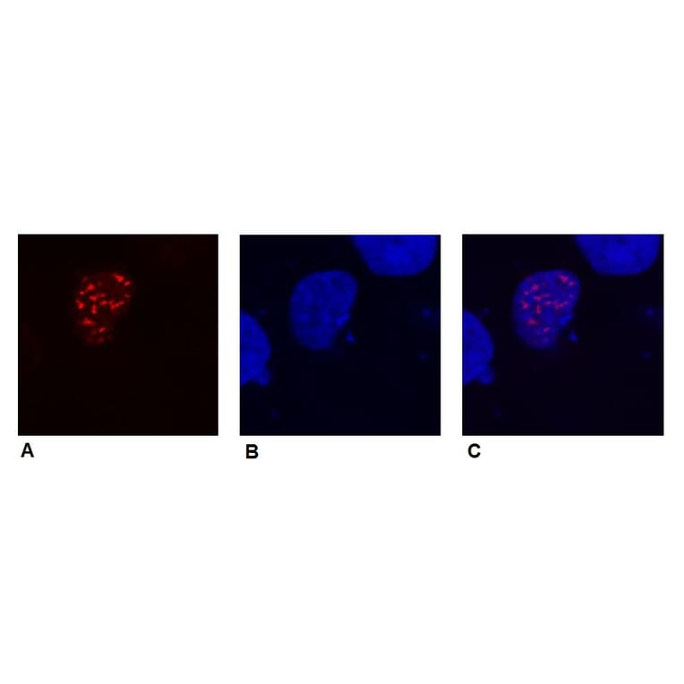 ICC - Anti-DDDDK Tag Antibody [F-tag-01] (A85906)