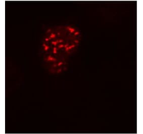 Immunocytochemistry - Anti-DDDDK Tag Antibody [F-tag-01] (A85906) - Antibodies.com