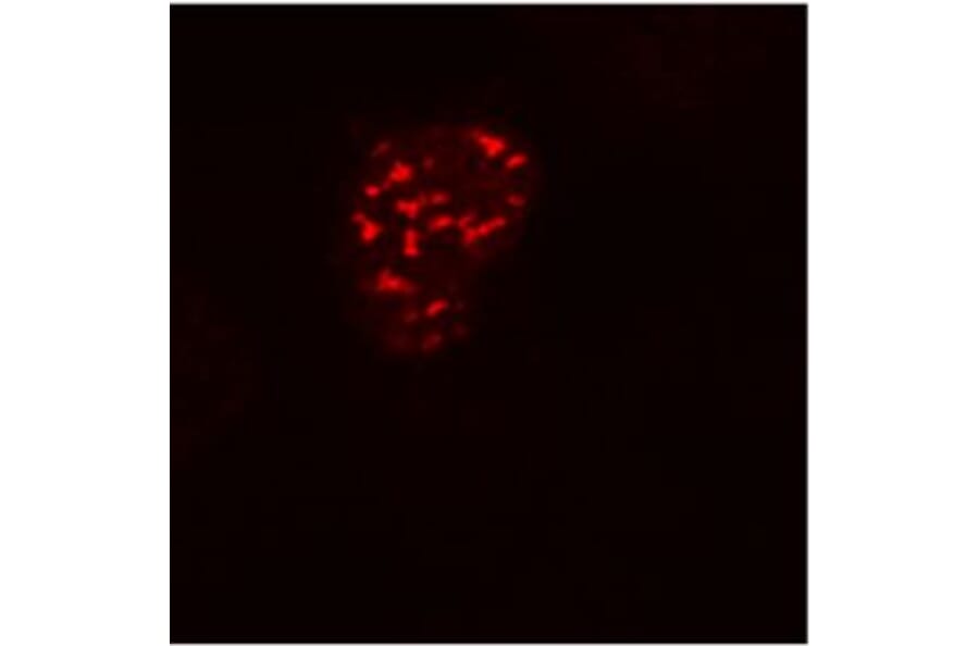 Immunocytochemistry - Anti-DDDDK Tag Antibody [F-tag-01] (A85906) - Antibodies.com
