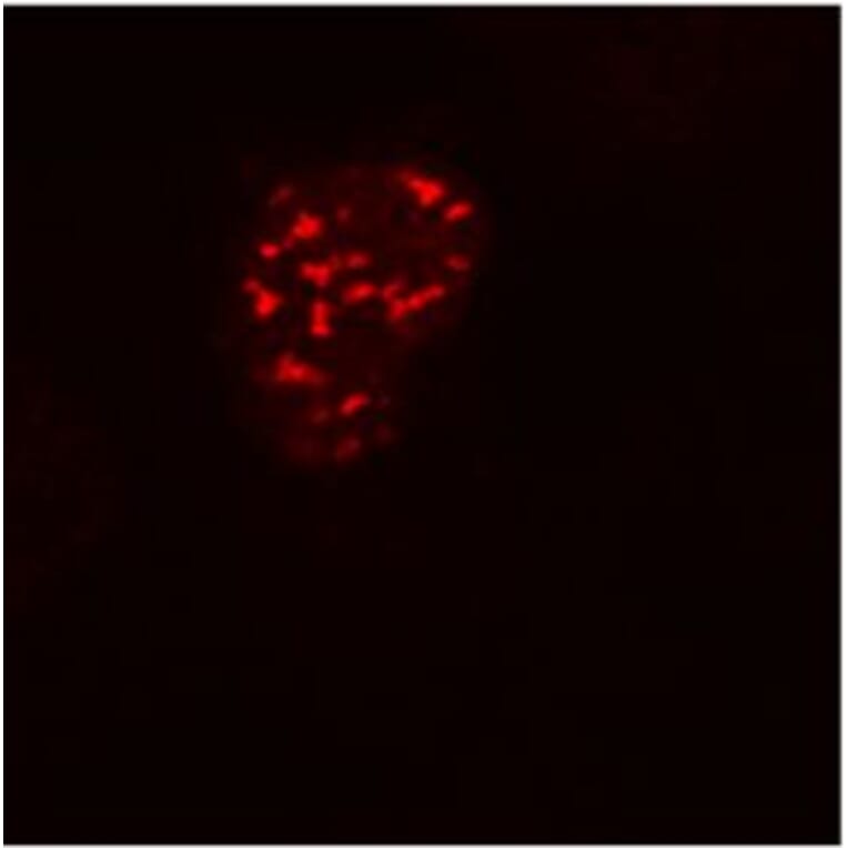 Immunocytochemistry - Anti-DDDDK Tag Antibody [F-tag-01] (A85906) - Antibodies.com